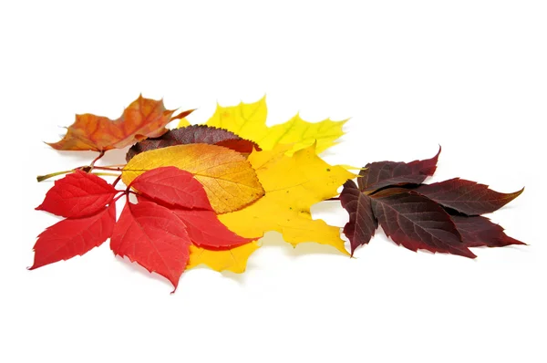 Colorful autumn leave — Stock Photo, Image