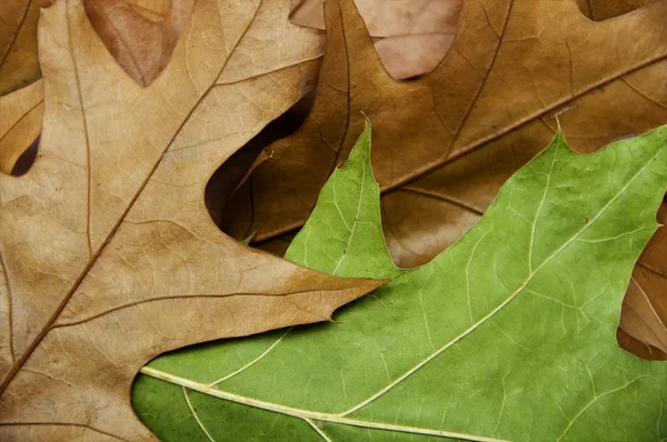 Ek leafs bakgrund — Stockfoto