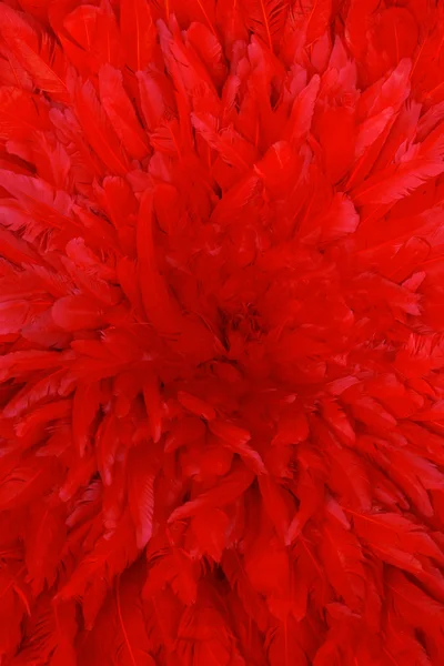 stock image Red feathers background