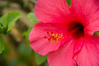 Hibiscus (close up) clipart