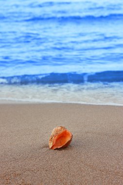 Bir conch_9