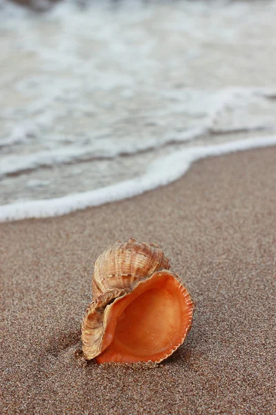 Stock image A conch_7