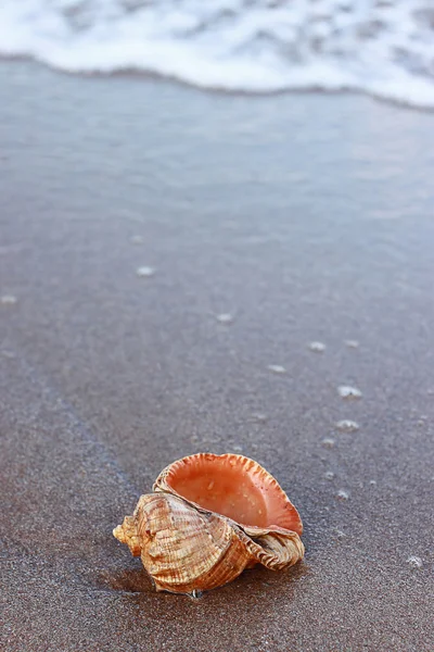 stock image A conch_6