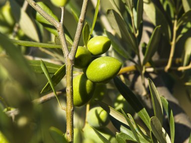 zeytin