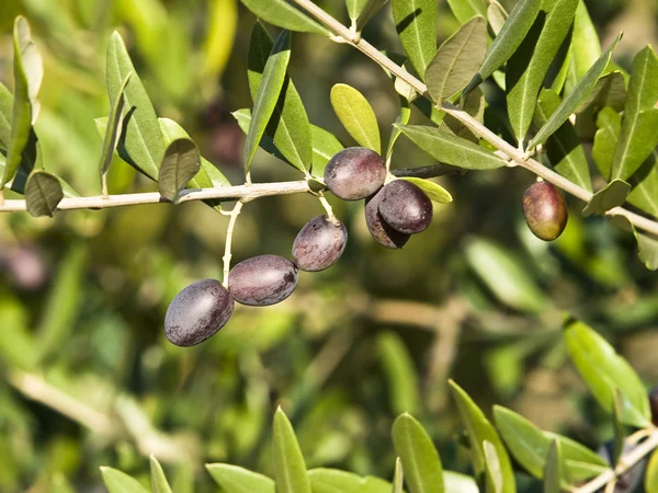 Ελιές — Φωτογραφία Αρχείου