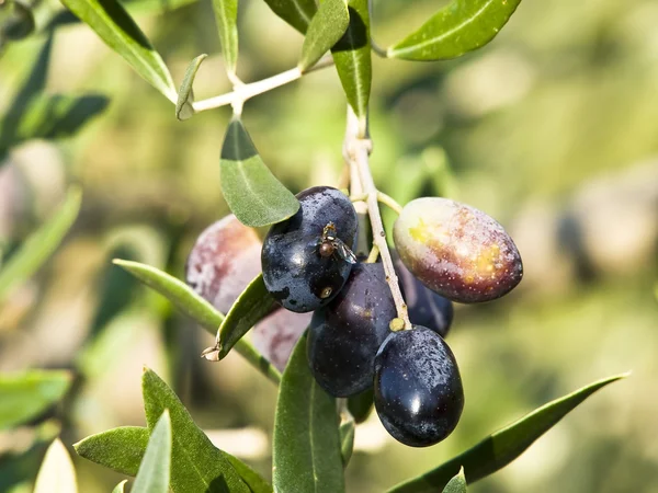 Mosca de olivo —  Fotos de Stock