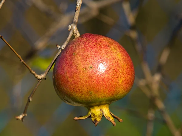 석류 — 스톡 사진