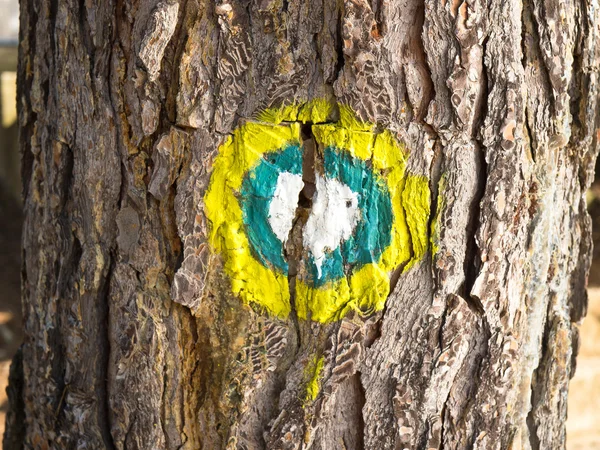 Árvore marcada — Fotografia de Stock