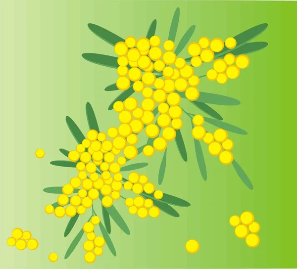 Весенние цветы мимозы — стоковый вектор