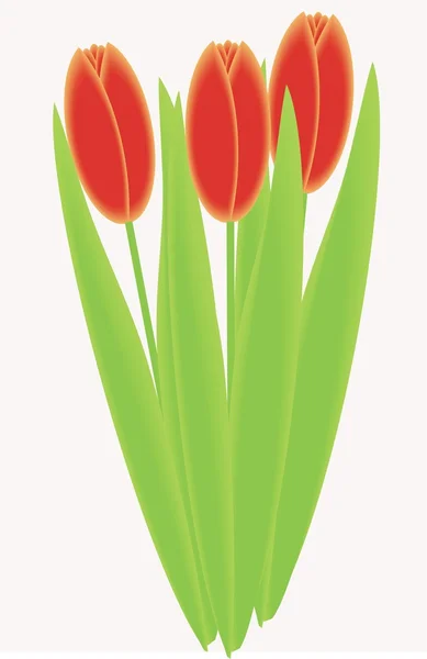Tulipáncsokor — Stock Vector