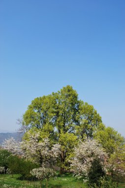 çiçekli ağaçlar