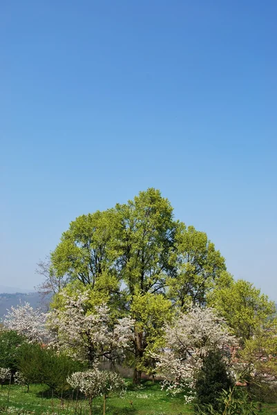Flowering trees — Stock Photo, Image