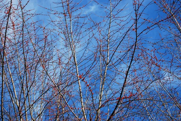 आकाशात वृक्ष आणि लाल बेरी — स्टॉक फोटो, इमेज