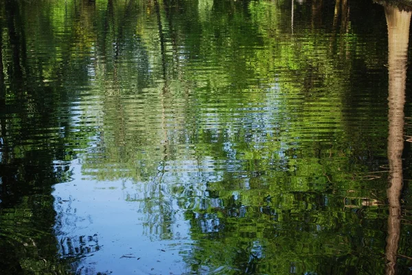 stock image Nature reflection on water