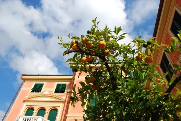 Pembe evde ve portakal ağacı — Stok fotoğraf