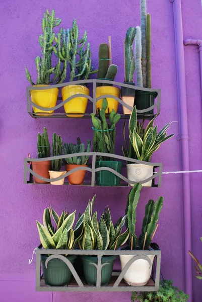 Succulents plants — Stock Photo, Image