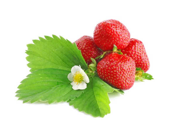 Strawberries with leaves and flower — Stock Photo, Image