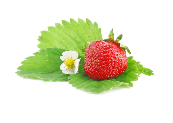 Strawberry with flower — Stock Photo, Image