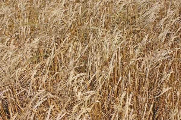 Champs de blé — Photo