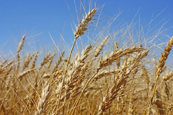 领域的黄金小麦 — 图库照片