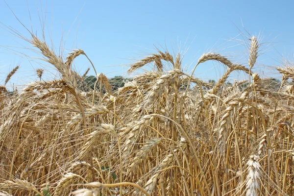Поле золотой пшеницы — стоковое фото