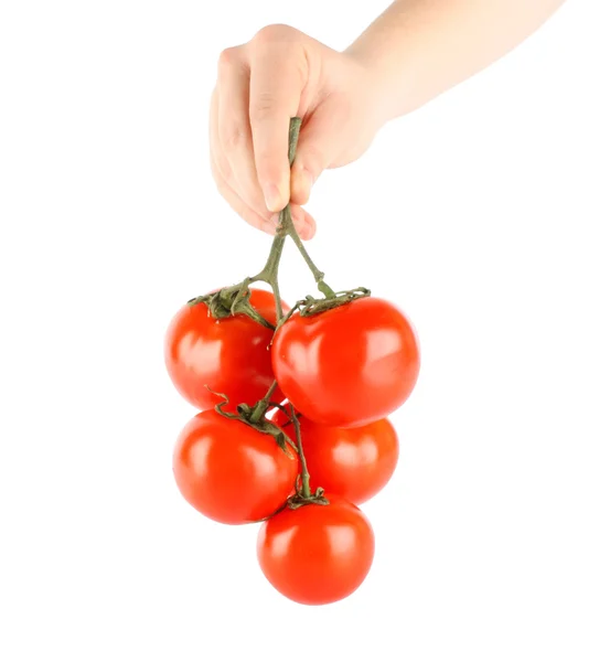 Pomidor w ręku gałąź Obrazek Stockowy