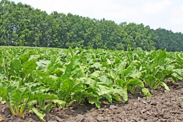 Sugar beets Stock Picture