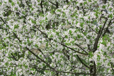 Apple-tree background