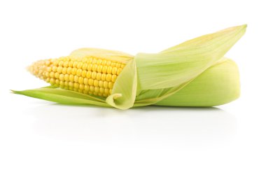 Fresh ear of corn