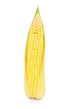 Fresh ear of corn