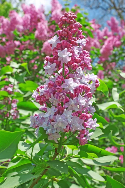 stock image Lilac flowers