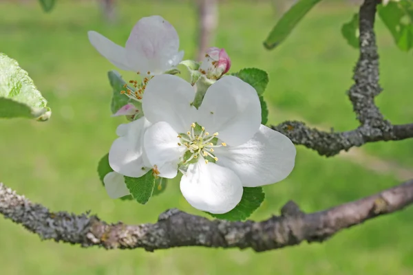 stock image Apple flowers