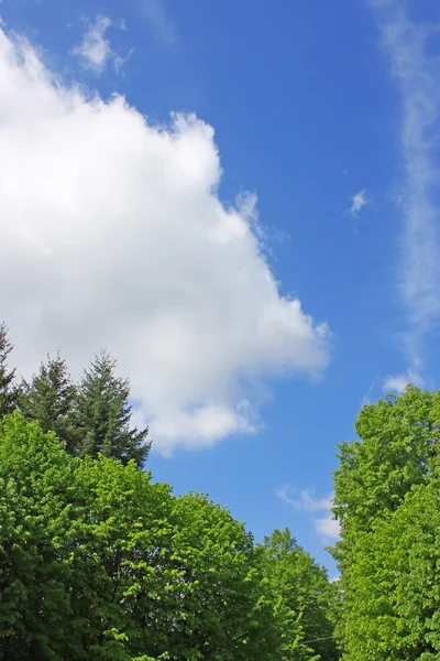 Ciel bleu et arbres — Photo