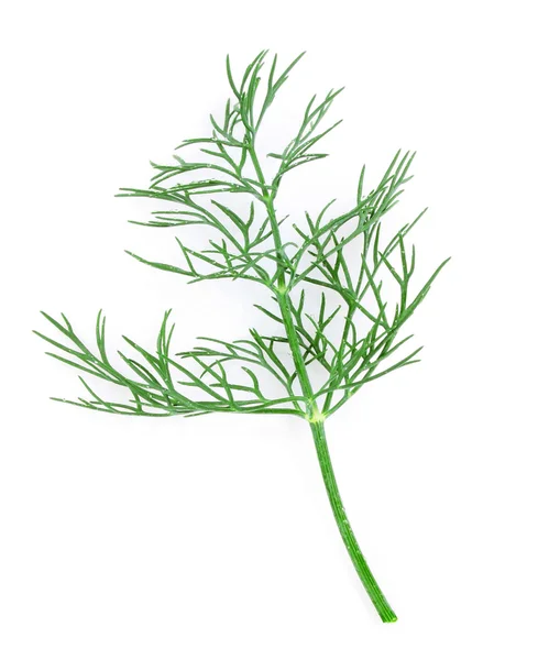 Fresh dill twigs — Stock Photo, Image