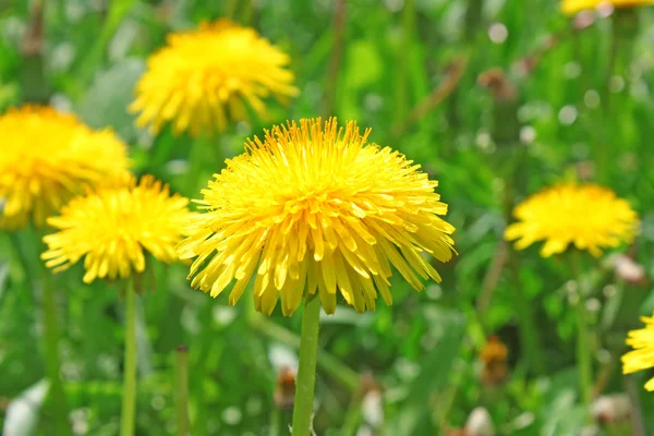Dandelion flowers Royalty Free Stock Images