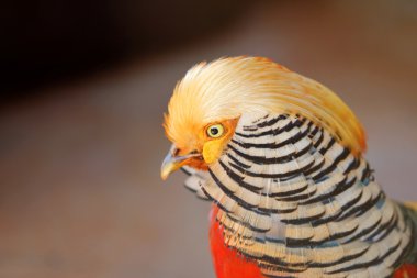 Golden pheasant, chrysolophus pictus