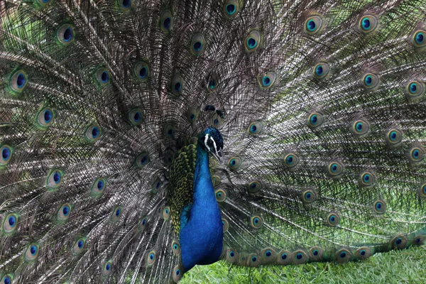 Stock image Peacock peafowl