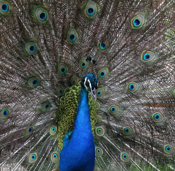 Peacock peafowl — Stock Photo, Image