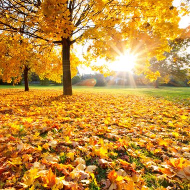 Sunny autumn foliage clipart