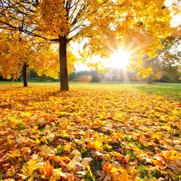 Sonniges Herbstlaub — Stockfoto