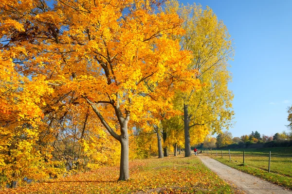 Colorful autumn — Stock Photo, Image