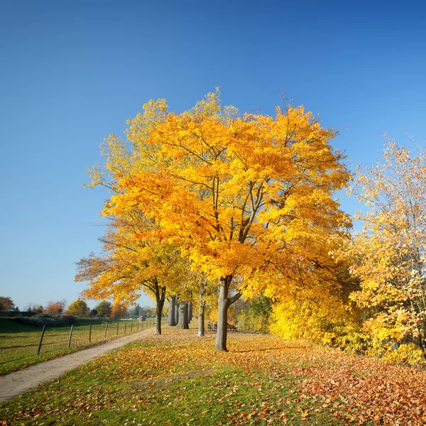 Jesień kolorowy — Zdjęcie stockowe
