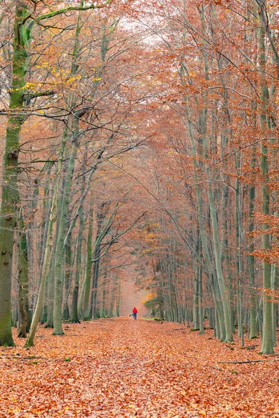 Путь в осенний лес — стоковое фото