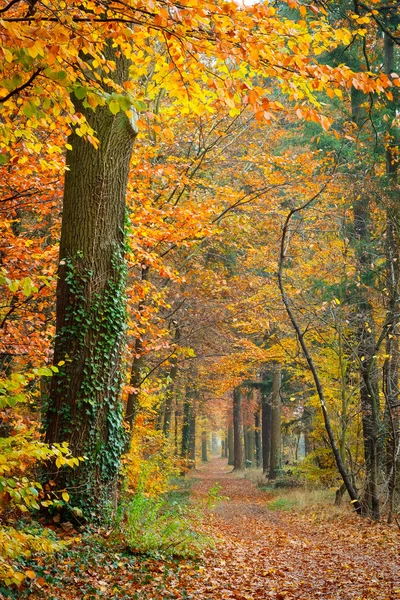 Kleurrijke herfst — Stockfoto