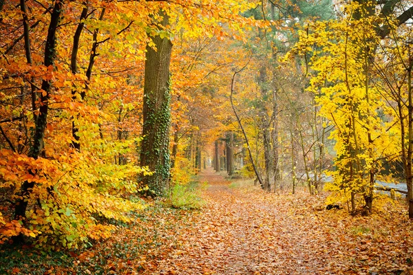 Outono colorido — Fotografia de Stock