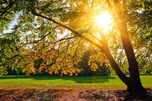 日当たりの良い紅葉 — ストック写真