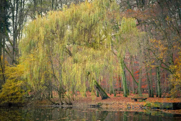 Lagoa no parque de outono — Fotografia de Stock
