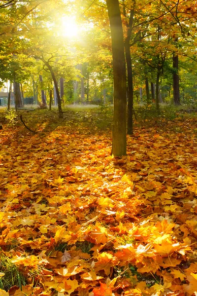 Napsütéses őszi lombozat — Stock Fotó