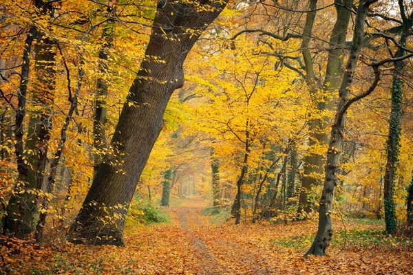 Jesień w lesie — Zdjęcie stockowe