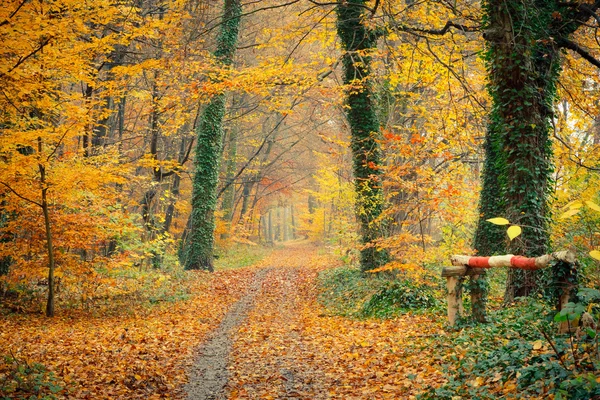 Colorido otoño — Foto de Stock